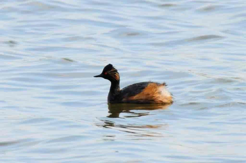 Podiceps nigricollis