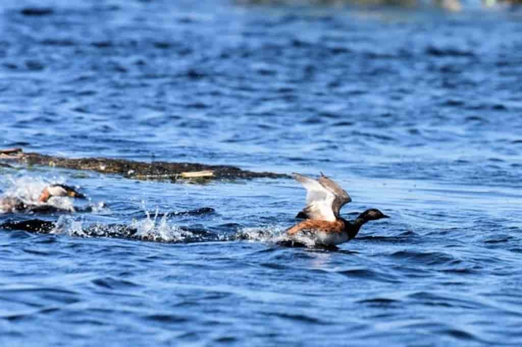 Podiceps nigricollis