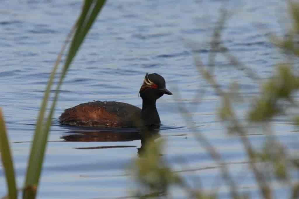 Podiceps nigricollis