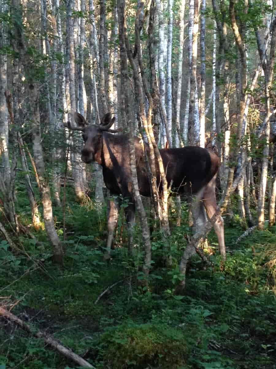 Elg i bymarka, Trondheim