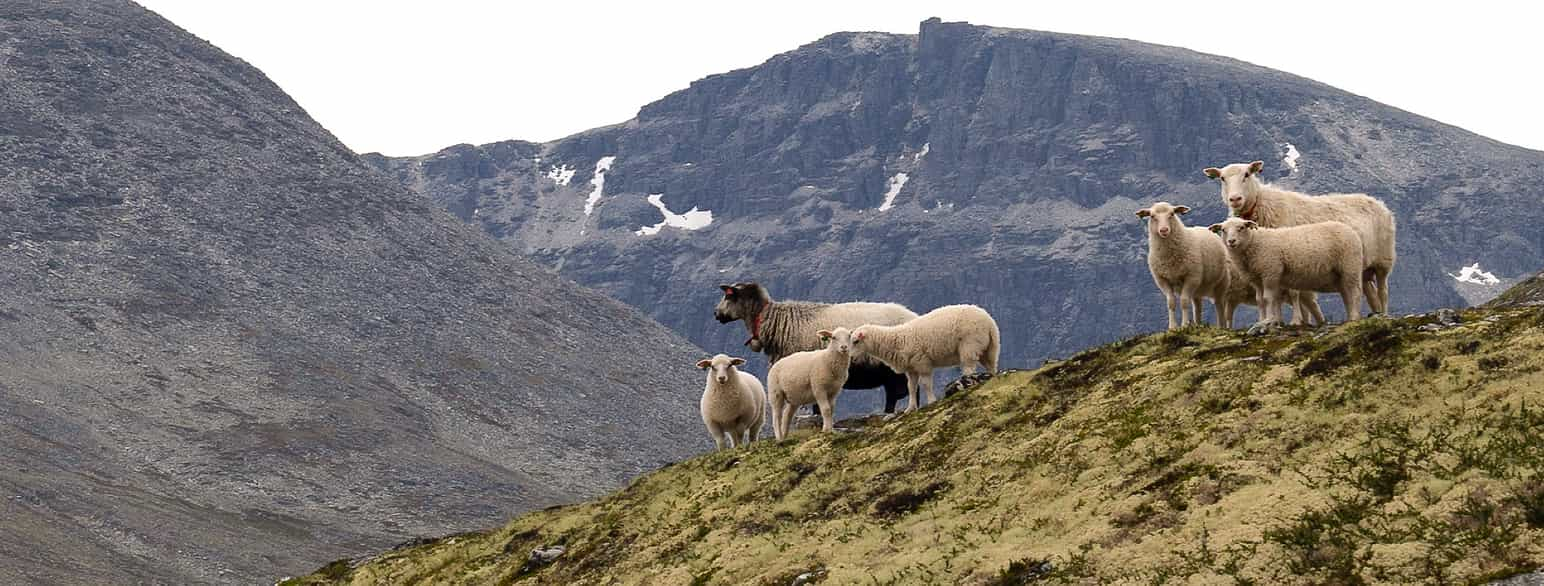 Sauer og lam på beite i fjellet