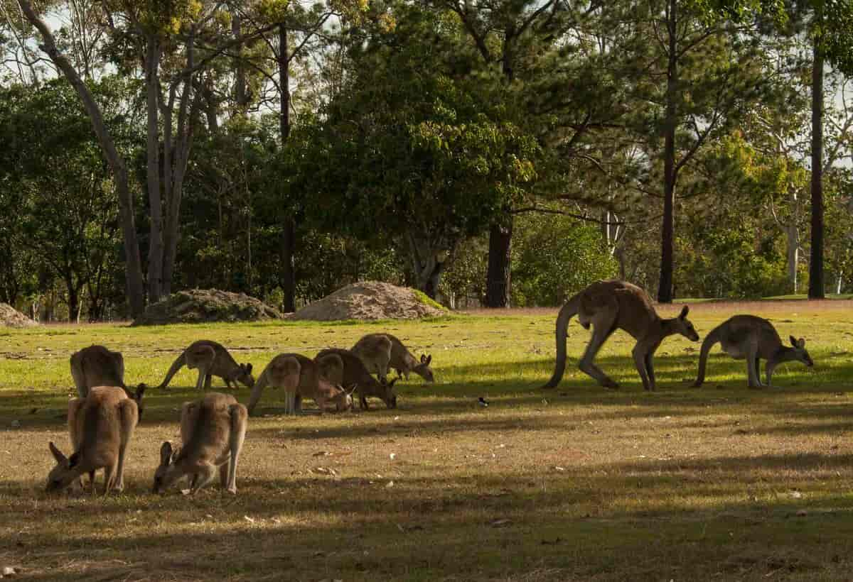 Macropus giganteus