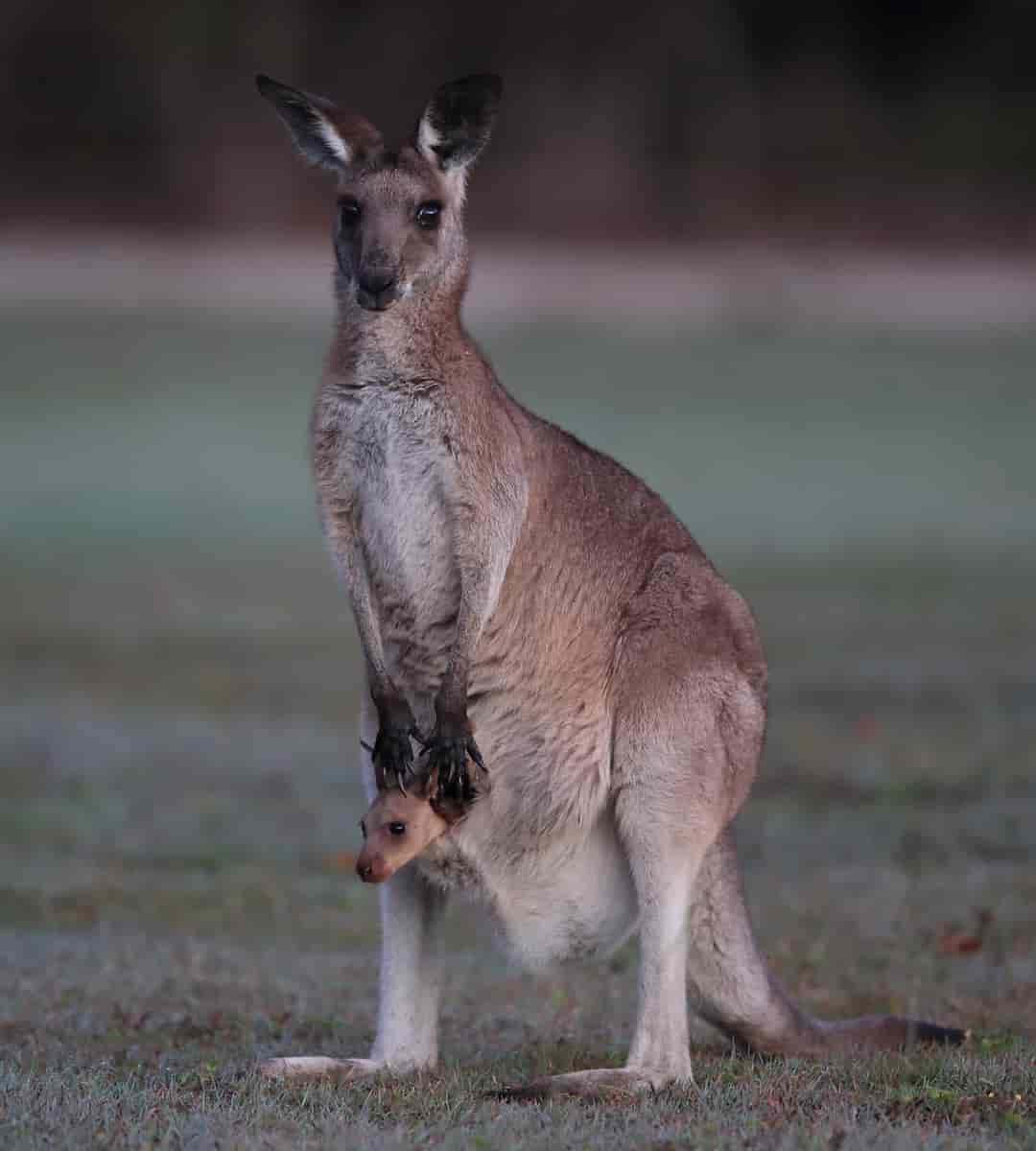 Macropus giganteus