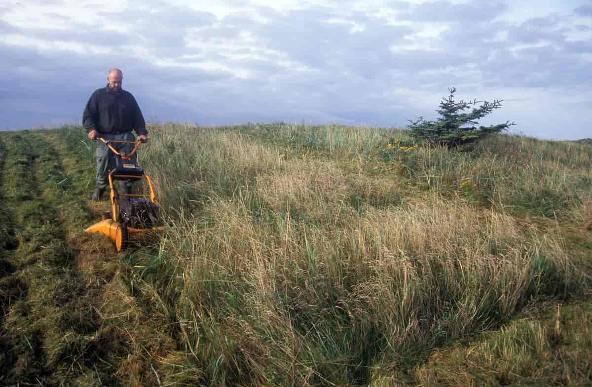 Bilete frå sanddynene på Karmøy.