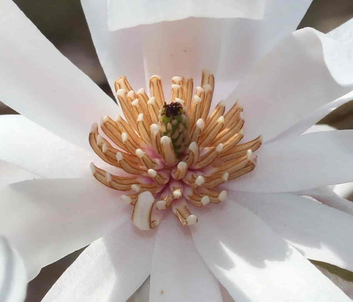 Magnolia stellata