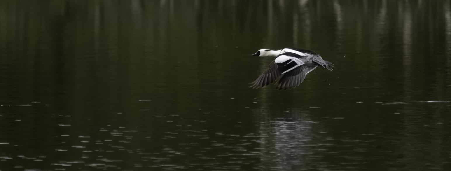 Lappfiskand (hann) i flukt