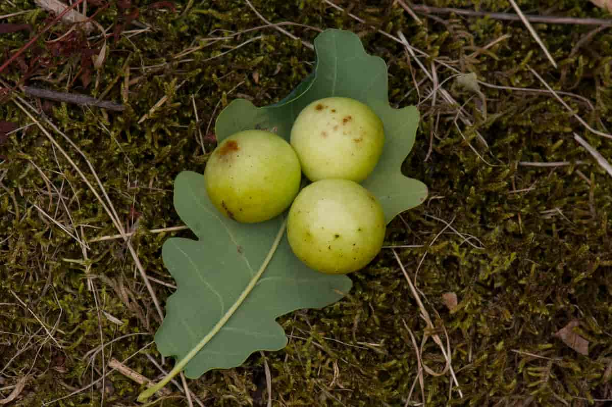 Eikegaller av Cynips quercusfolii