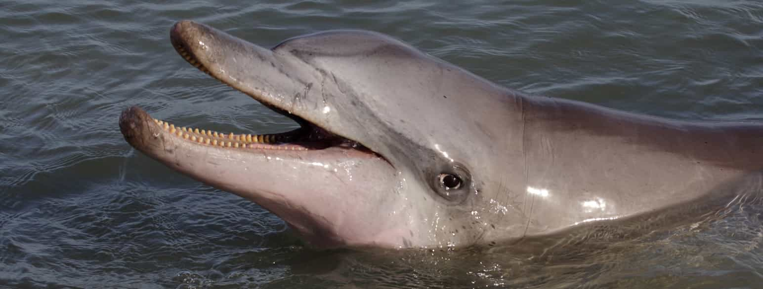 Tumler, Tursiops truncatus, i Shark Bay, Western Australia