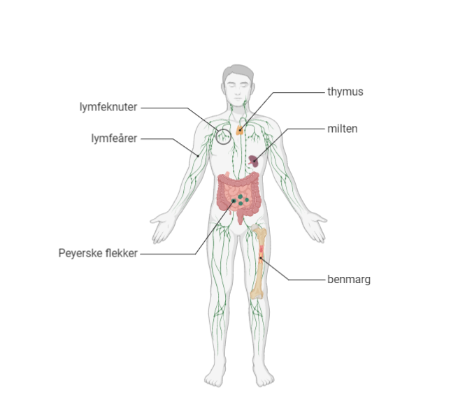 Immunorganer