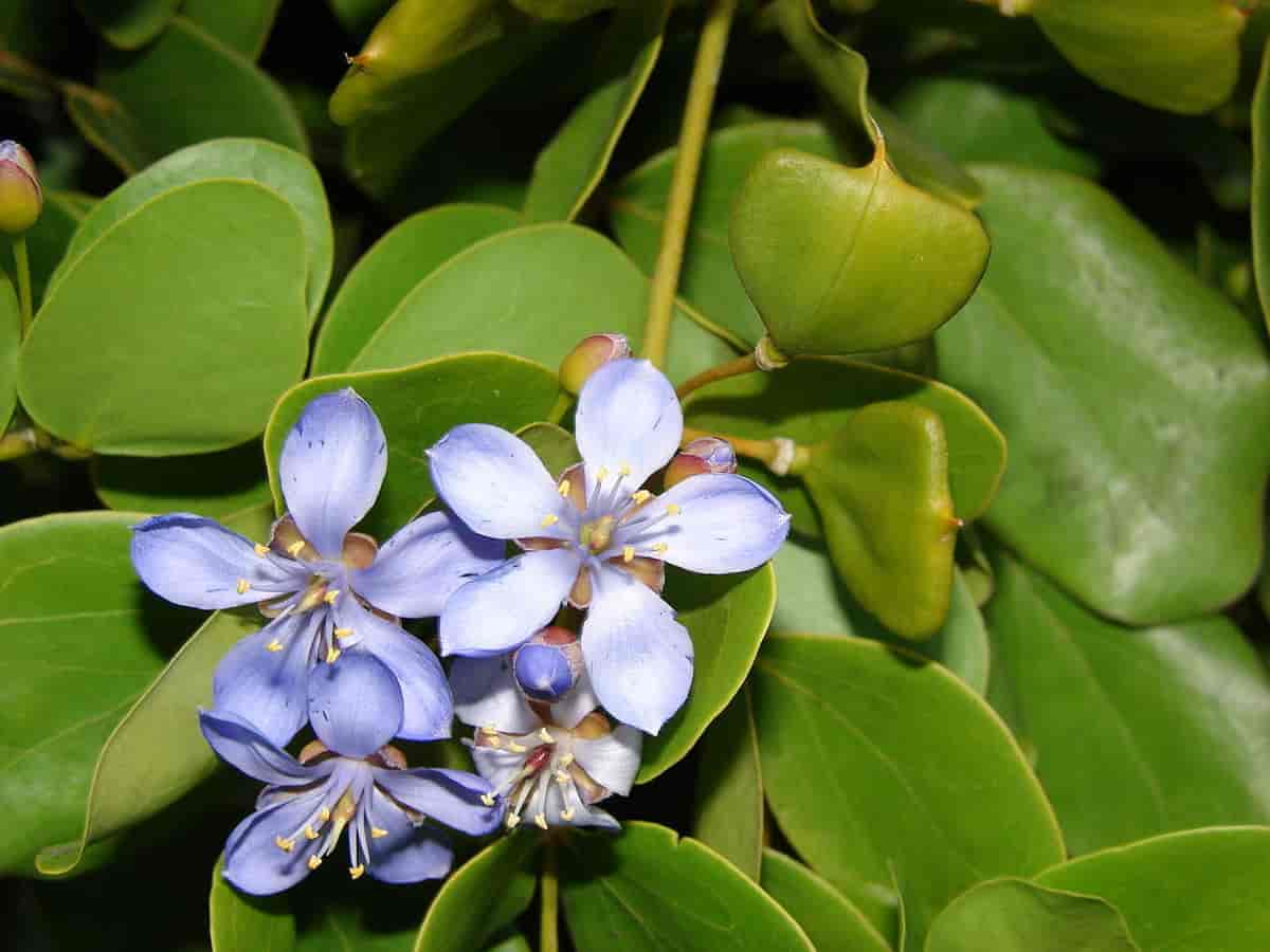 Guaiacum officinale blomst