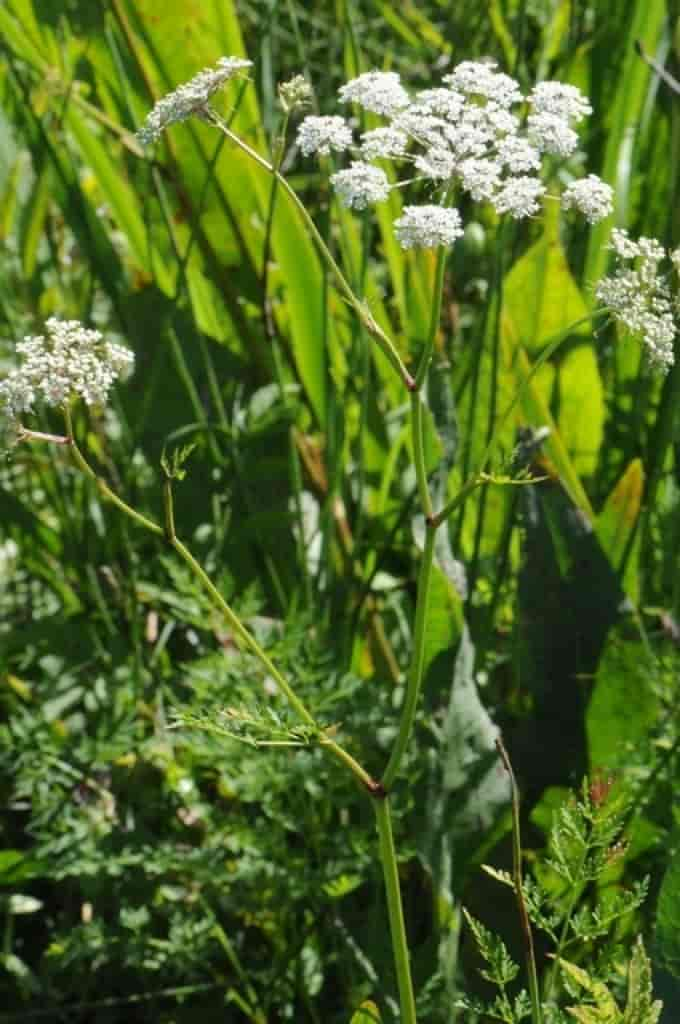 Peucedanum palustre