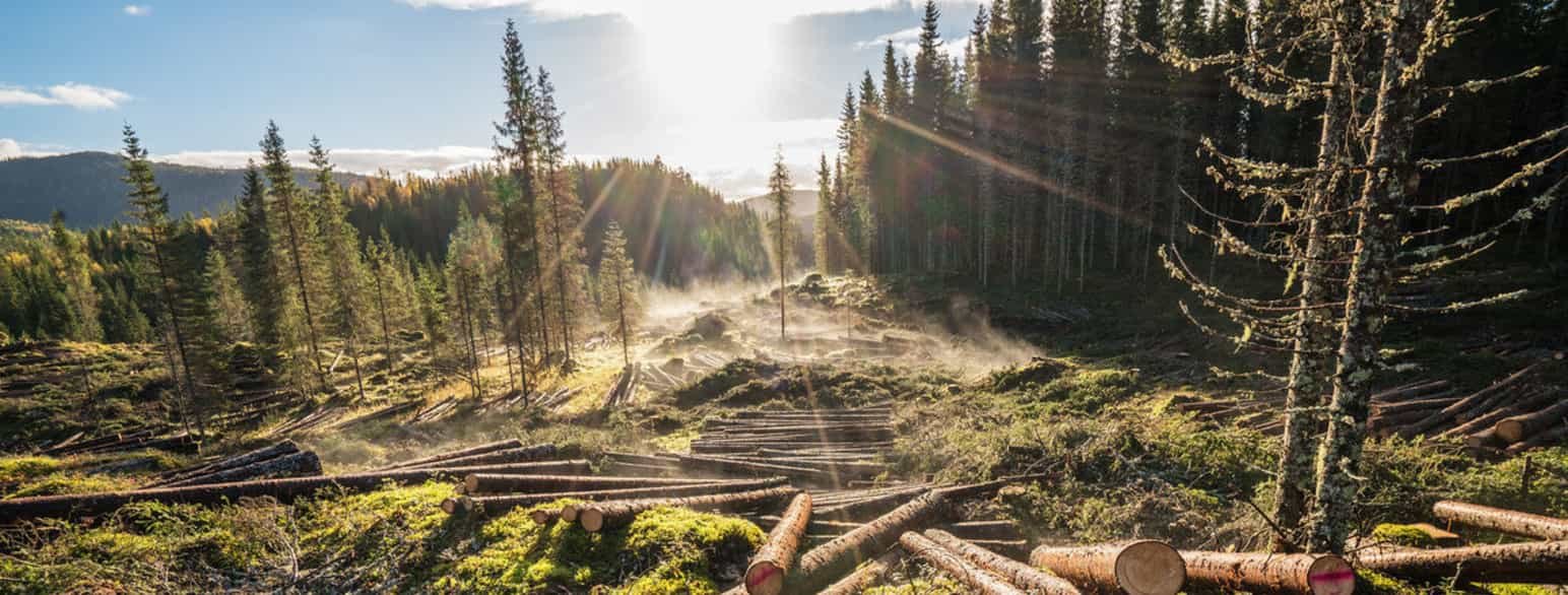 Hogstfelt i forsøksskog i Vesterå, Bangdalen