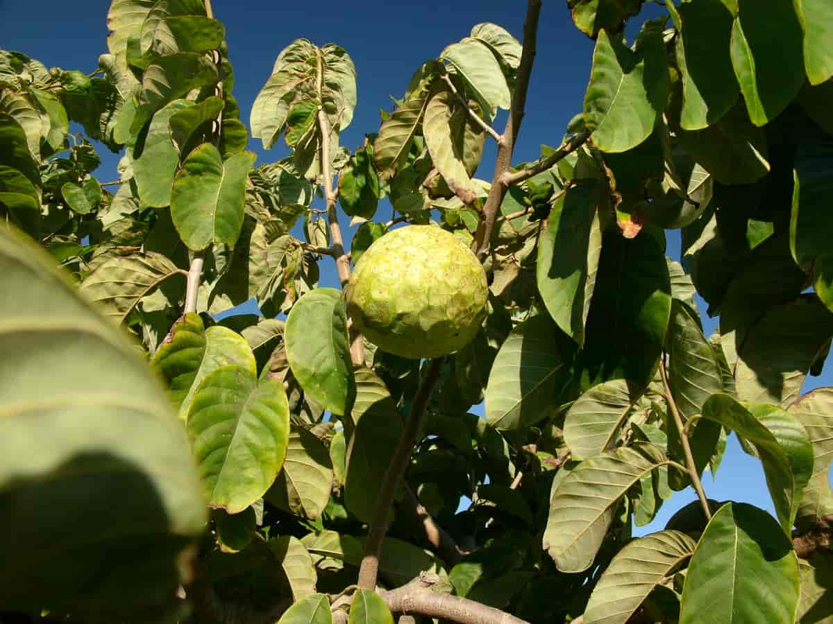 Annonaceae cherimola