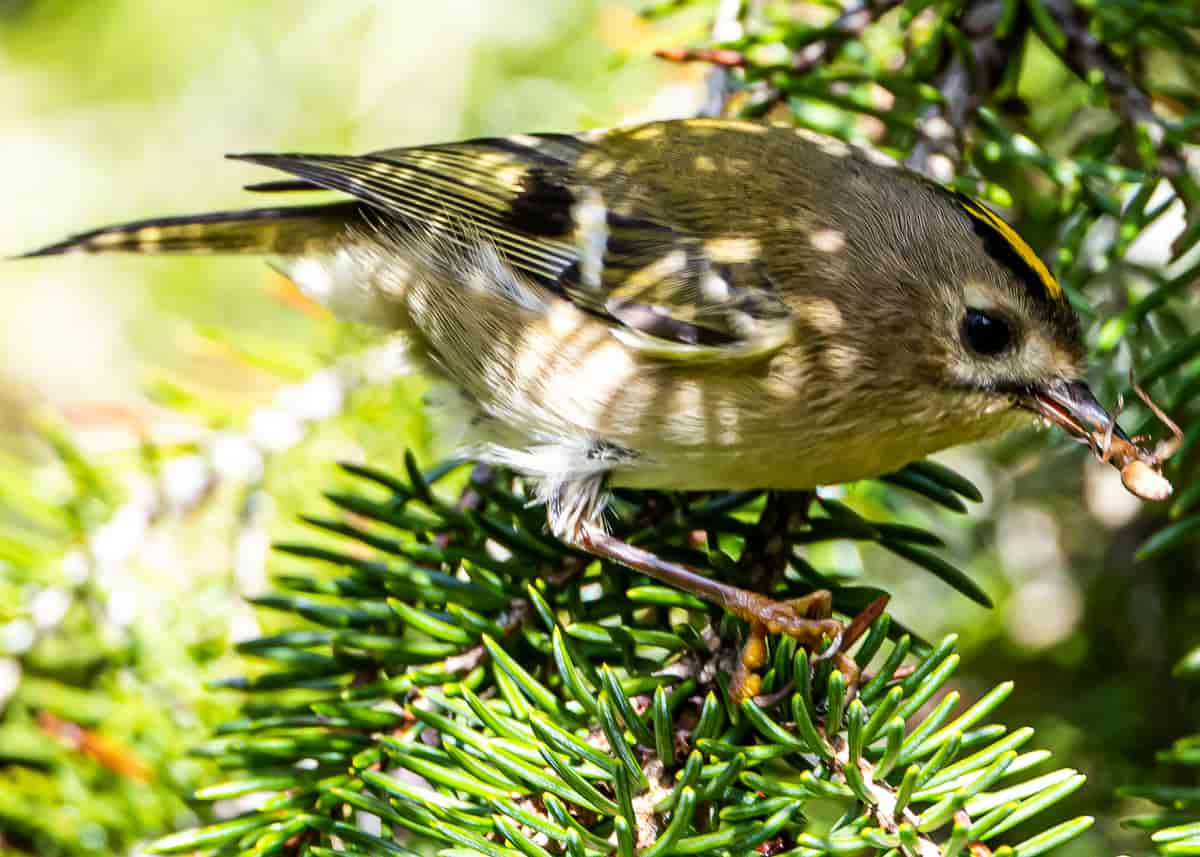 Fuglekonge (Regulus regulus)