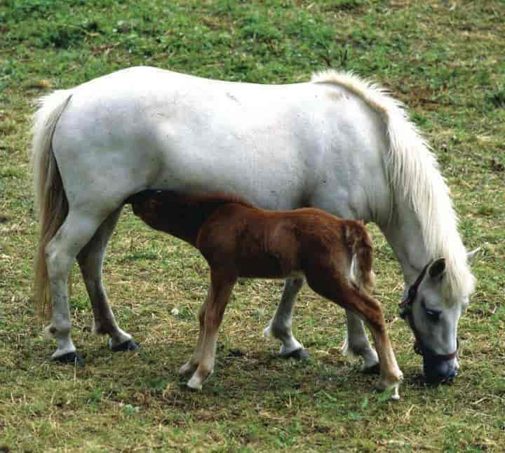 Foto av nordlandshest