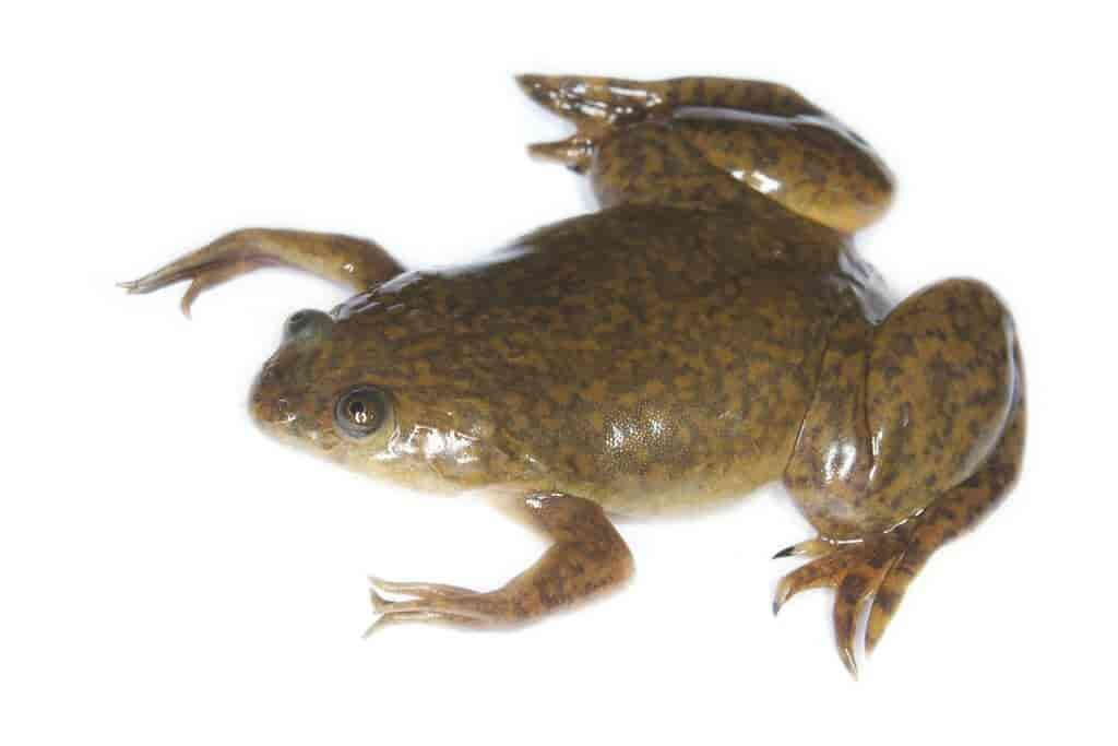 Sporefrosk Xenopus laevis