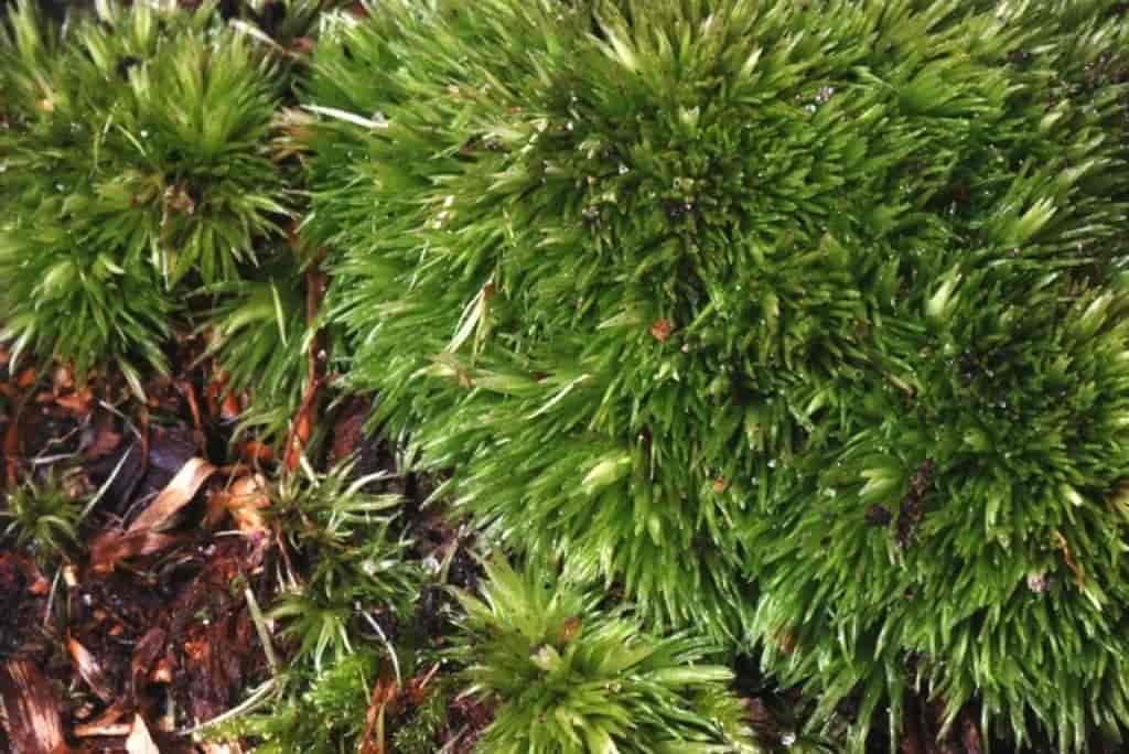 Leucobryum glaucum