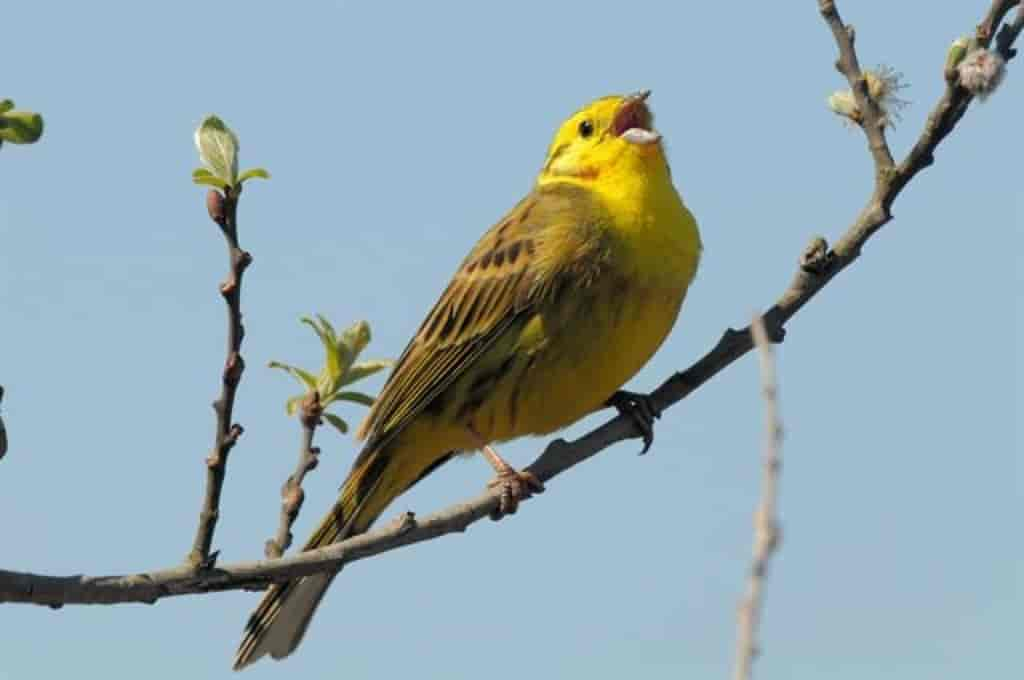 Emberiza citrinella