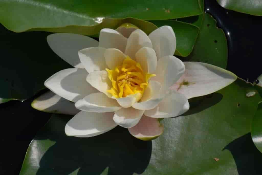 Nymphaea alba