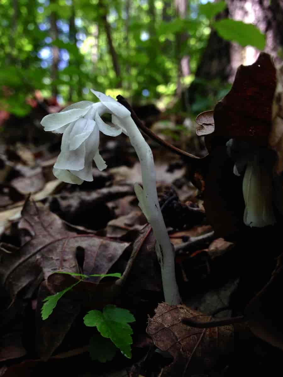 Monotropa uniflora