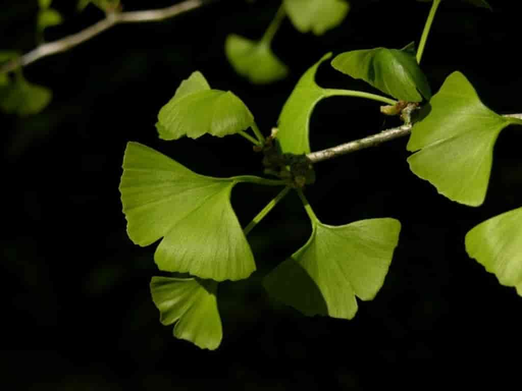 Ginkgo biloba