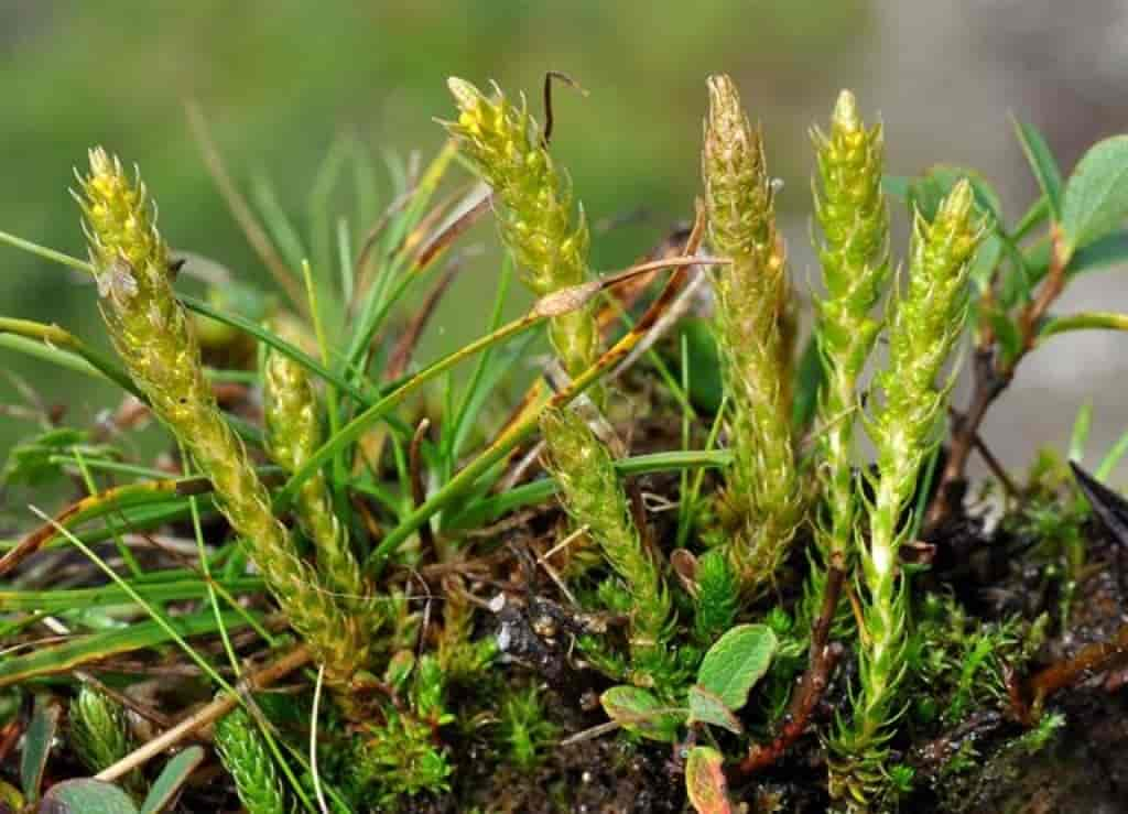 Selaginella selaginoides