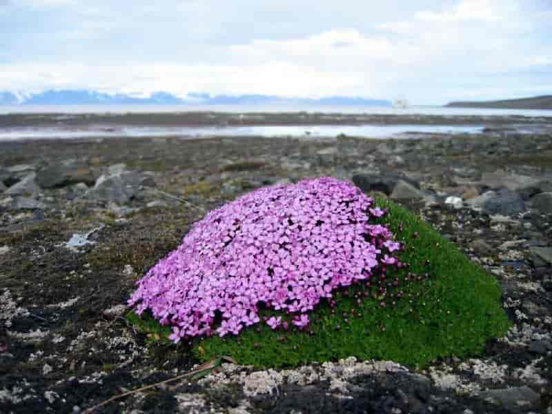 Fjellsmelle på Svalbard