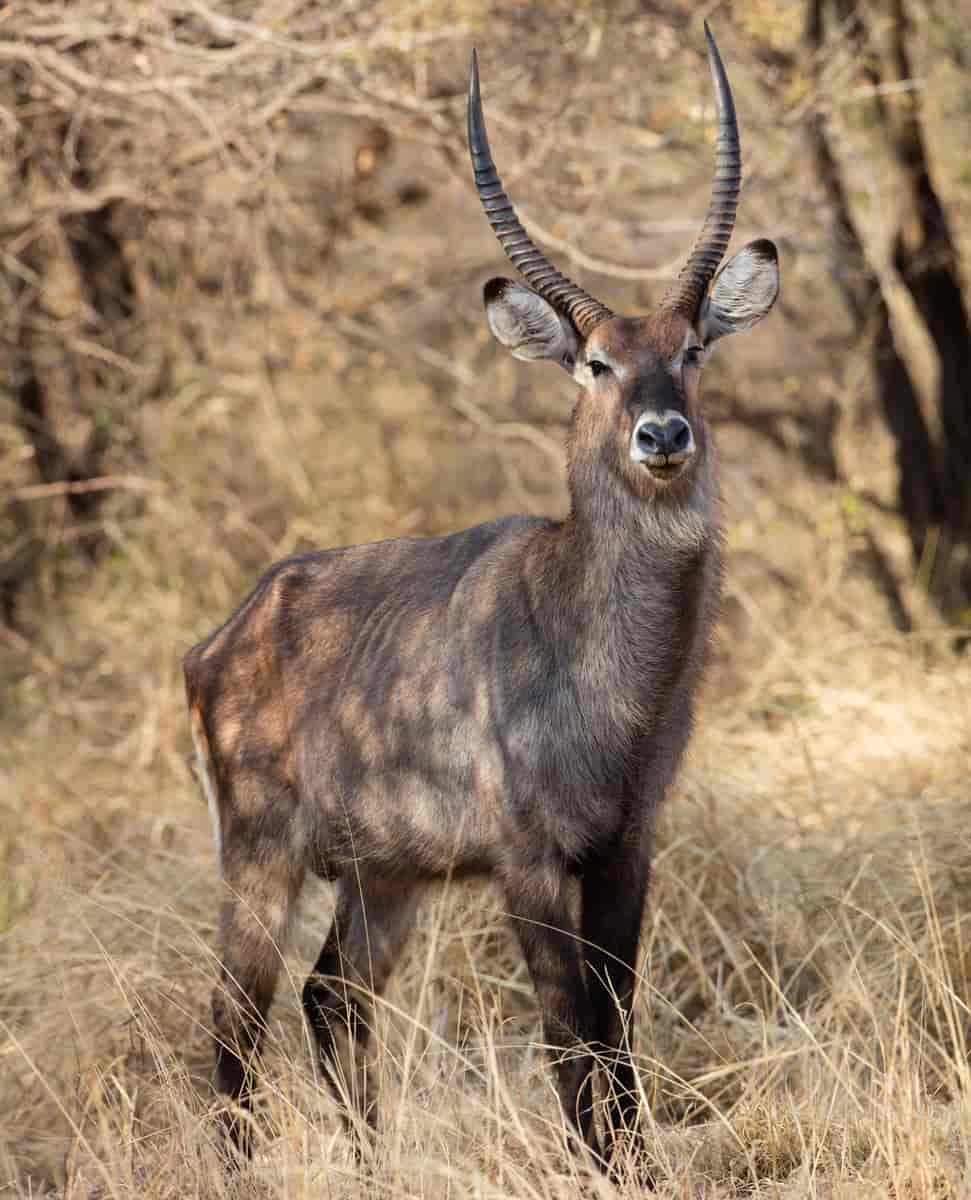 Vannbukk. Defassa Waterbuck (kobus elipsiprymnus)