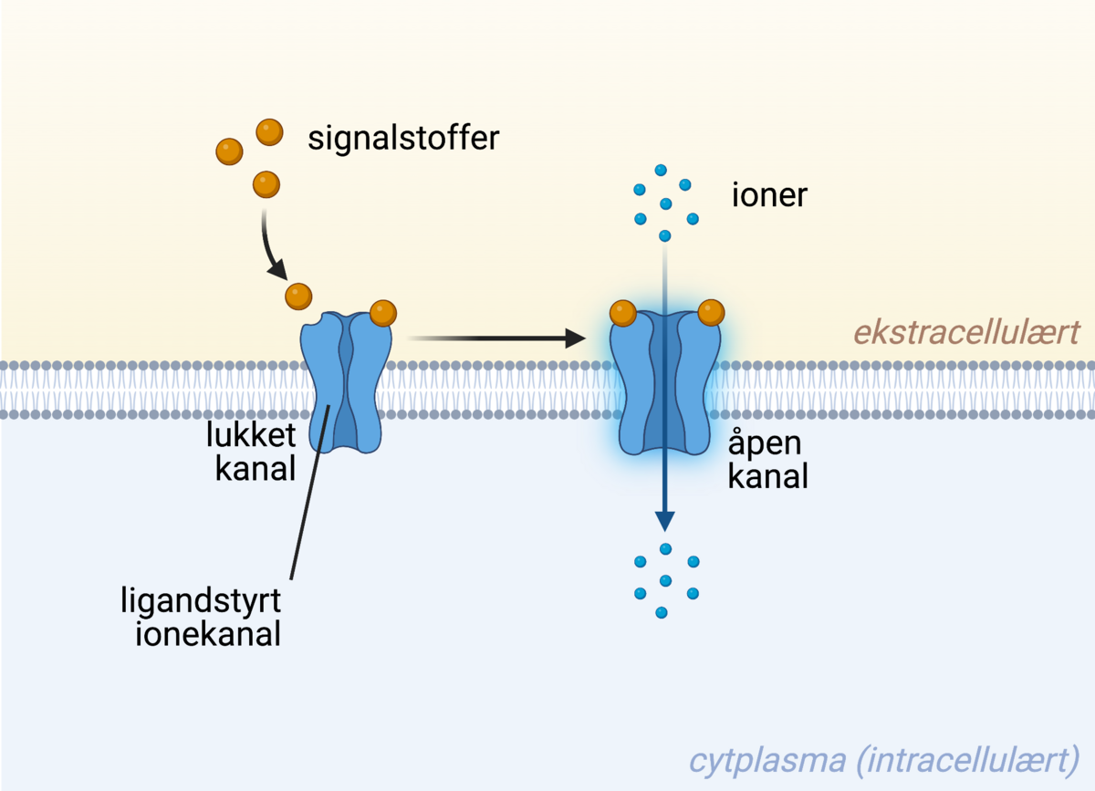 Ligandstyrt ionekanal