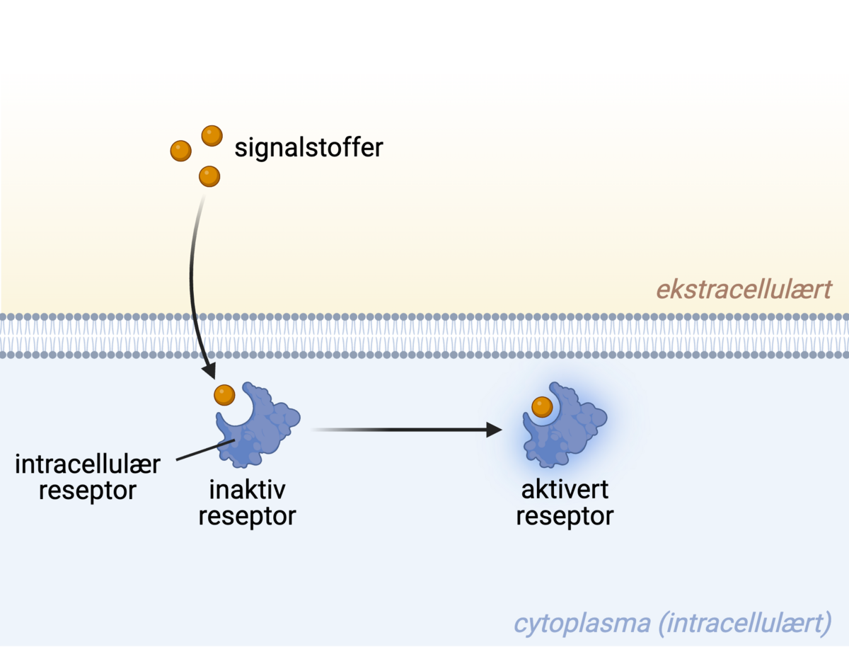 Interne reseptorer