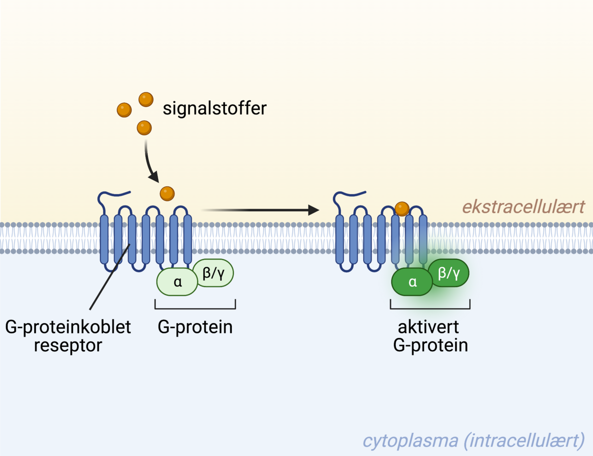 G-proteinkoblet reseptor