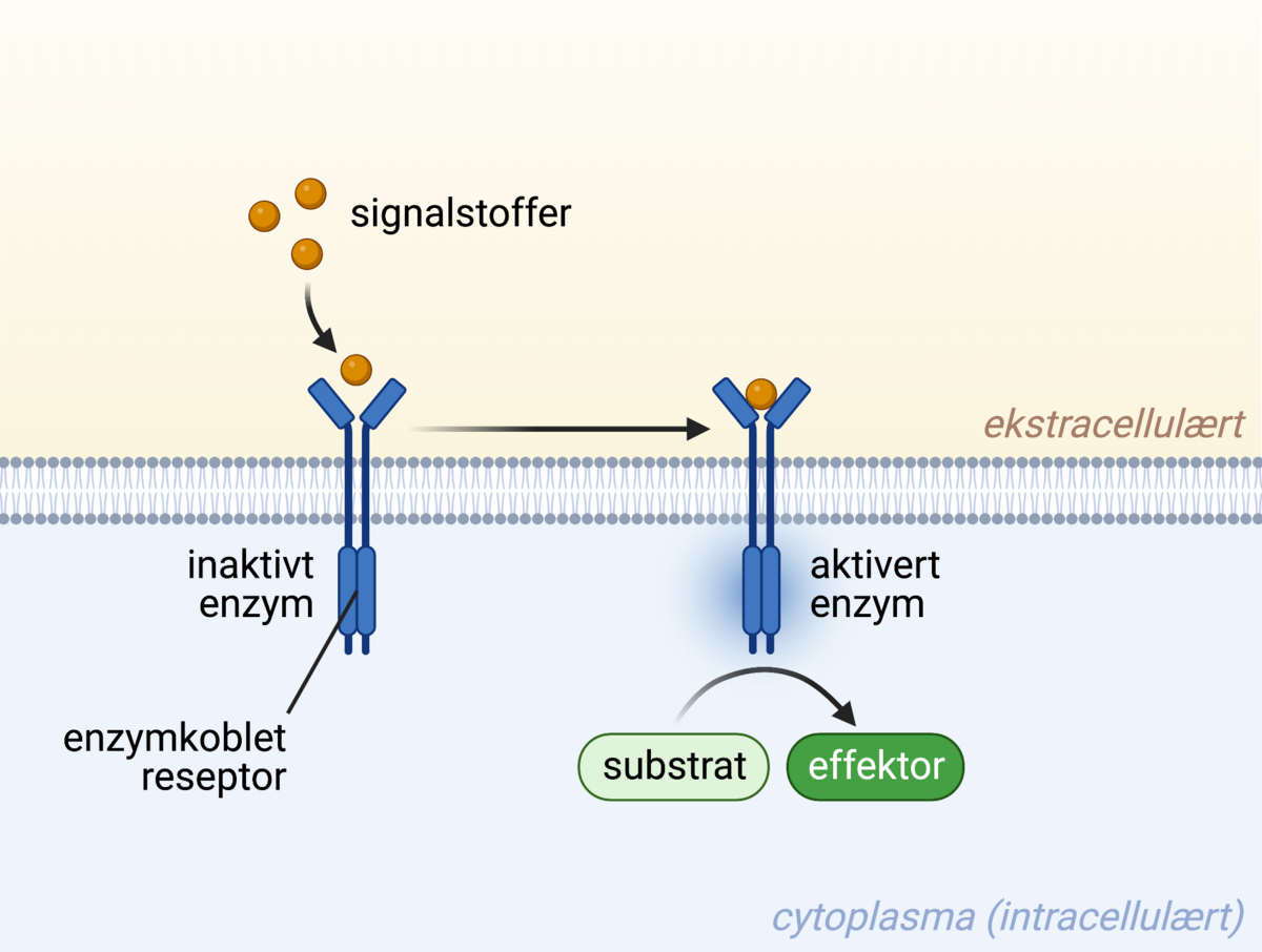 Enzymkoblet reseptor