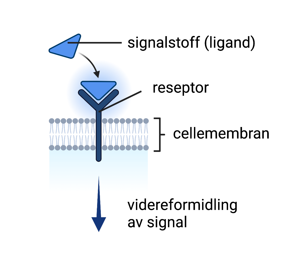 Reseptor