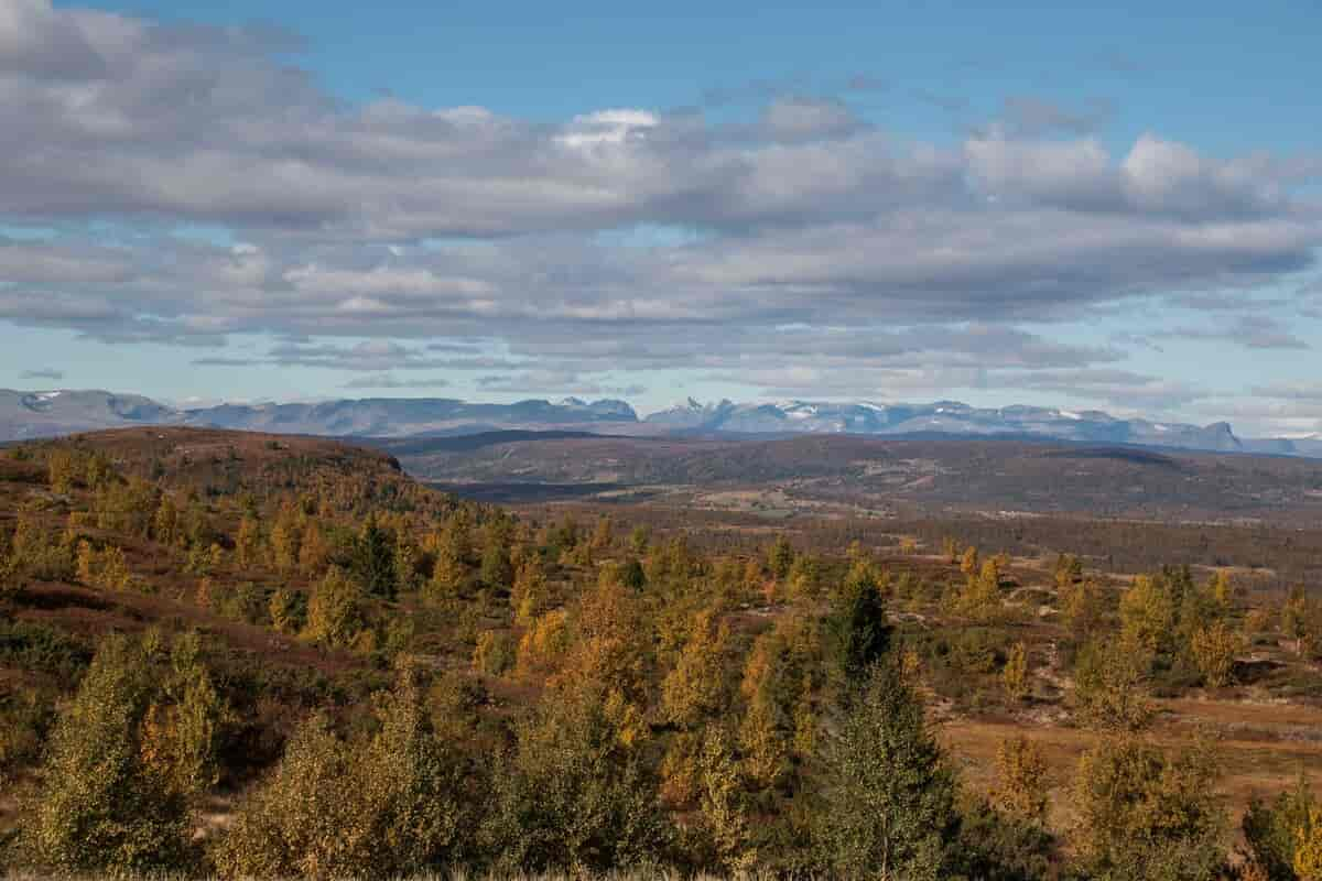 Fjellbjørkeskog i skoggrensa