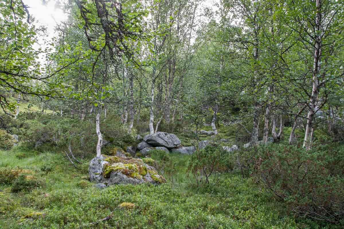 Fjellbjørkeskog