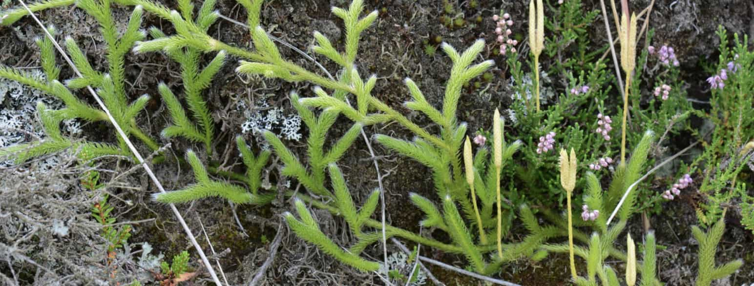 Lycopodium clavatum, myk kråkefot. Foto fra: Råbjerg Mile, Jylland, Danmark