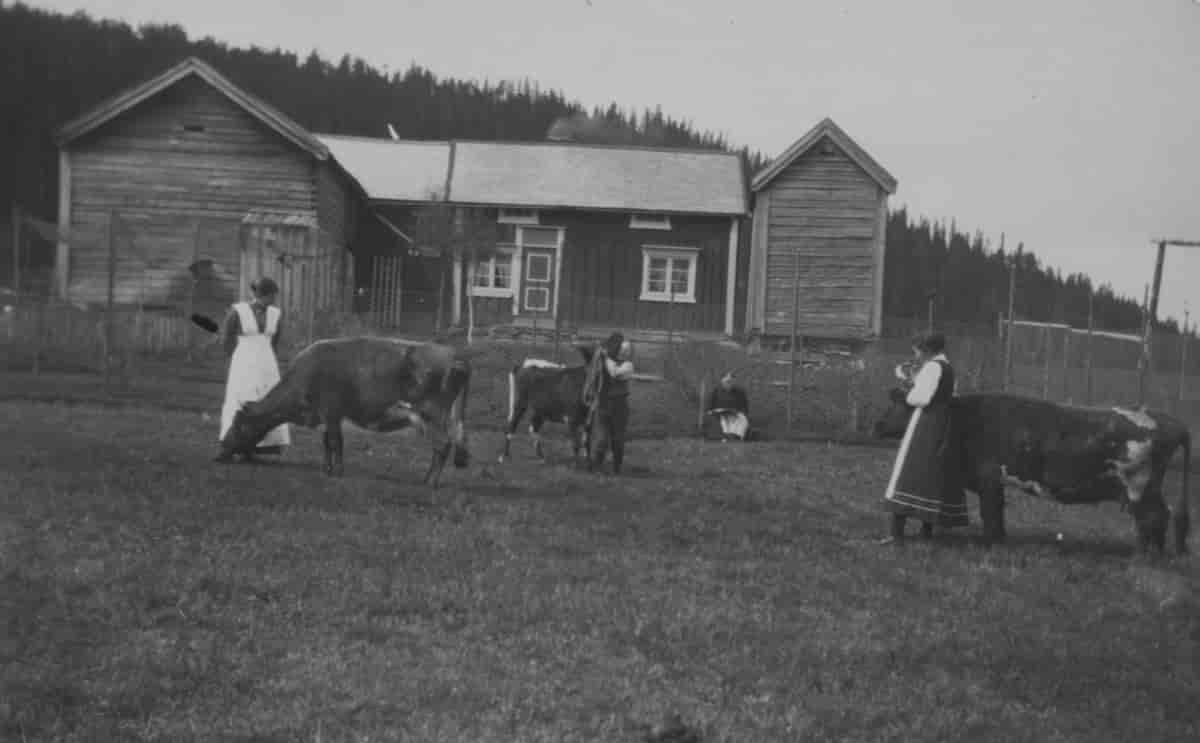 gårdshus bak, to kvinner og noen kuer på et jorde