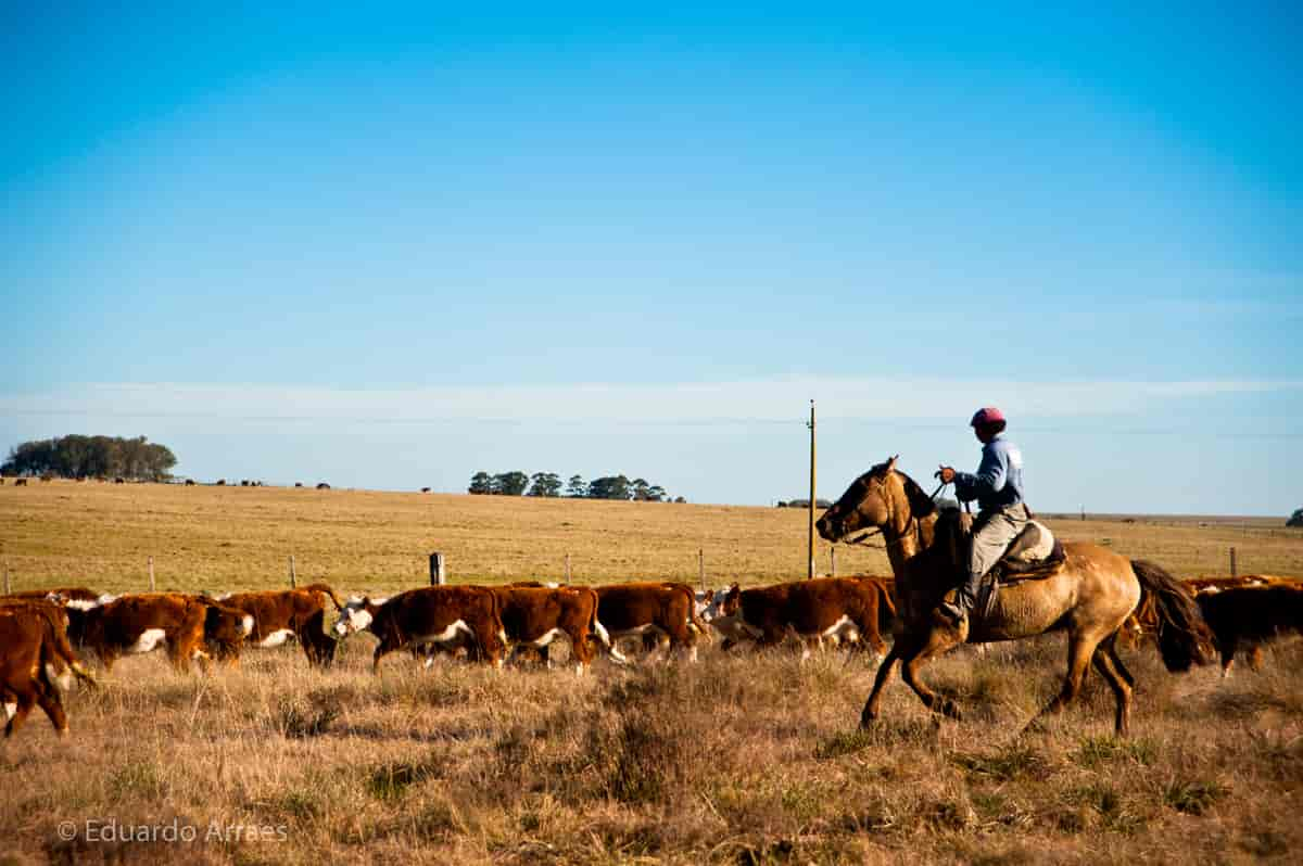 Gaucho