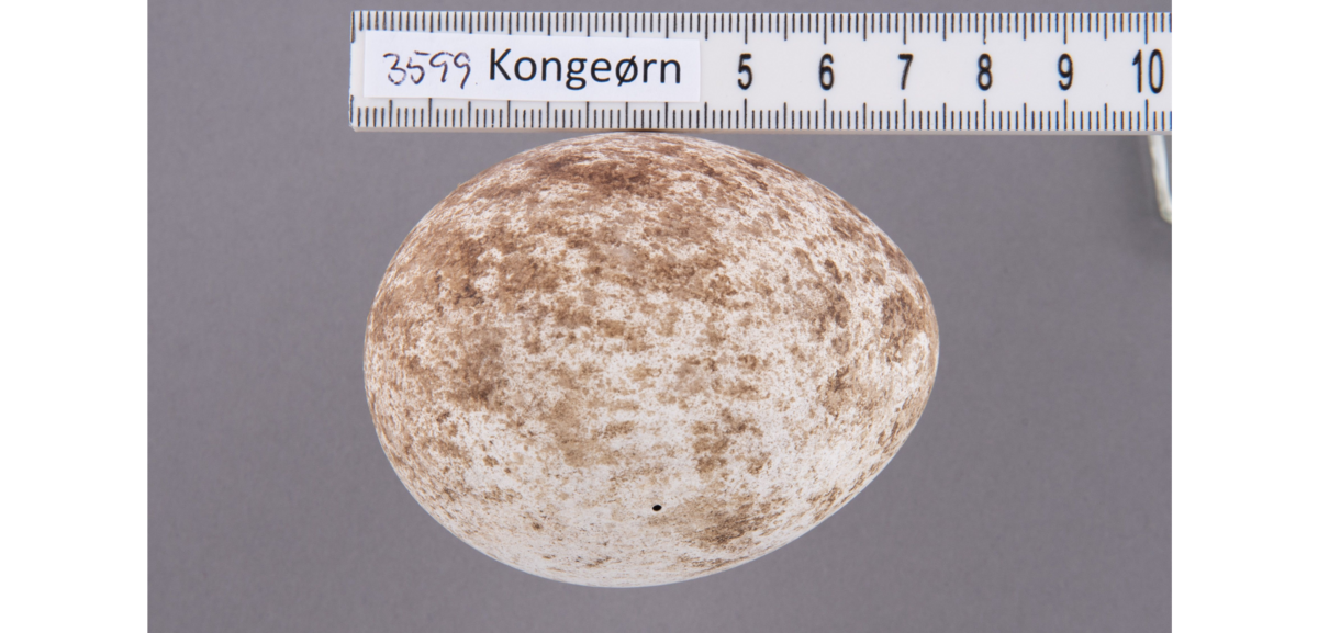 Kongeørnegg