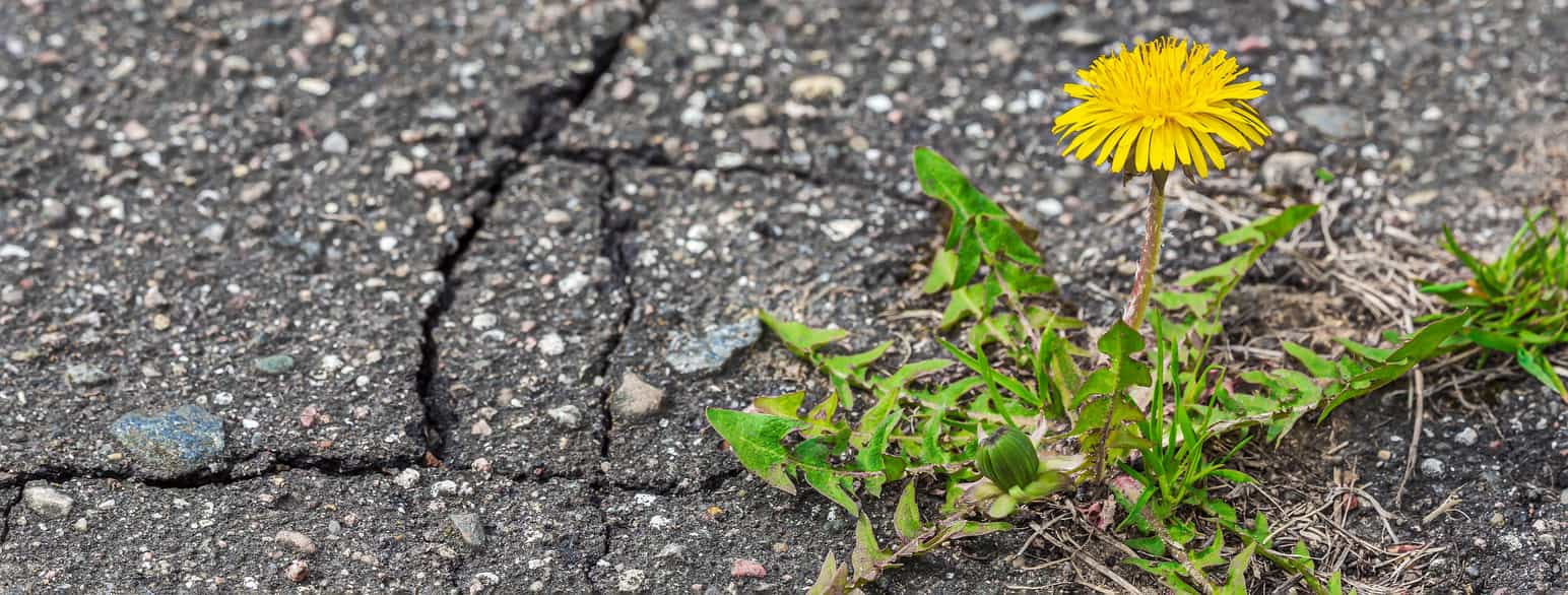 Foto av løvetann med blader, en blomst og en knopp som vokser i en sprekk