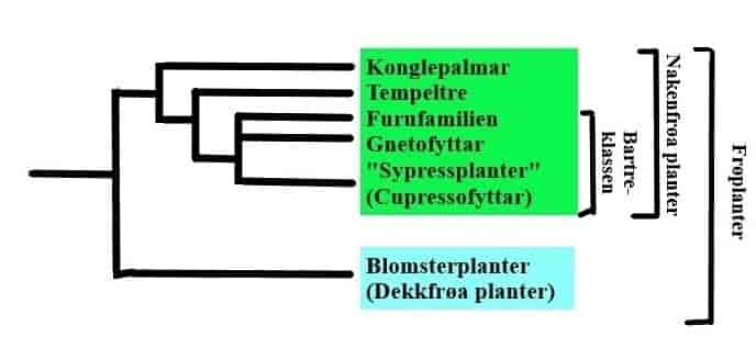 Kladogram frøplanter