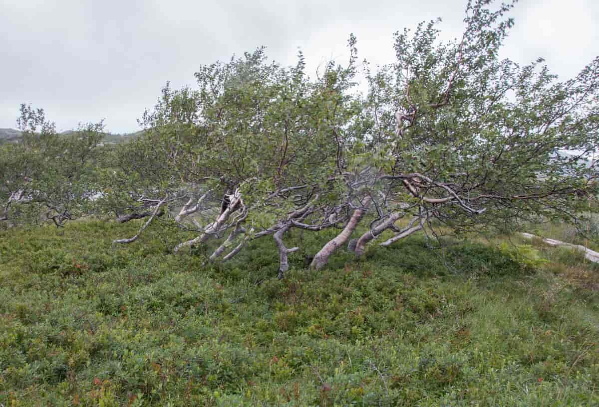 trær som bøyer seg og vokser litt sidelengs