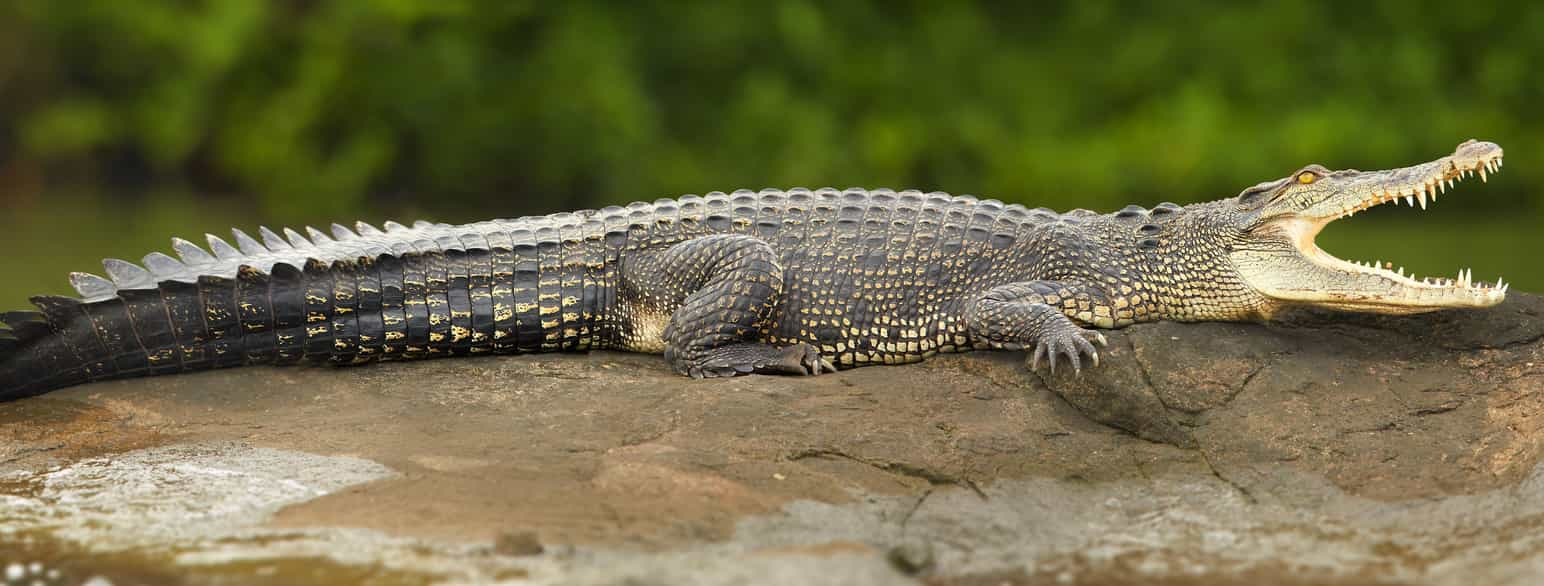 Sumpkrokodille som ligger på en stein i Bentotaelven på Sri Lanka. 