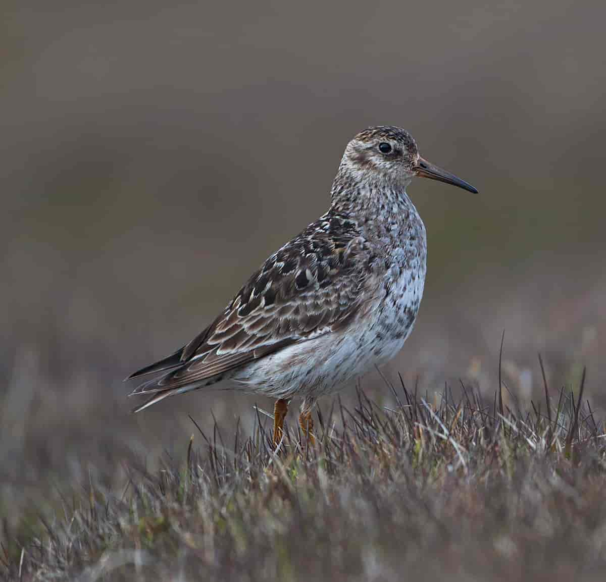 Fjæreplytt, Calidris maritima.