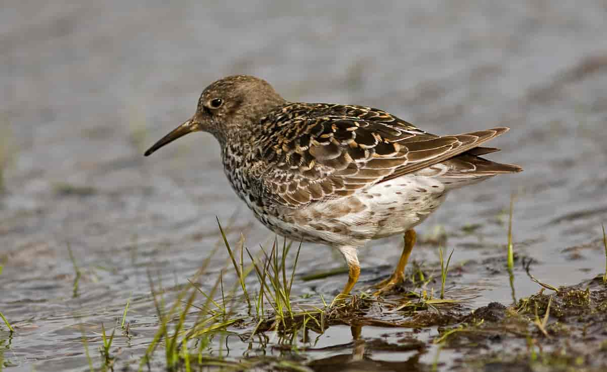 Fjæreplytt, Calidris maritima.