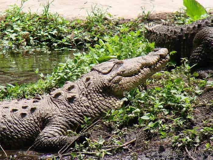 Crocodylus moreletii