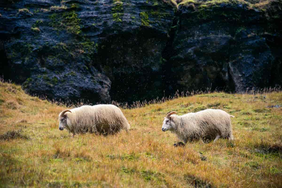 Langhårede islandske sauer