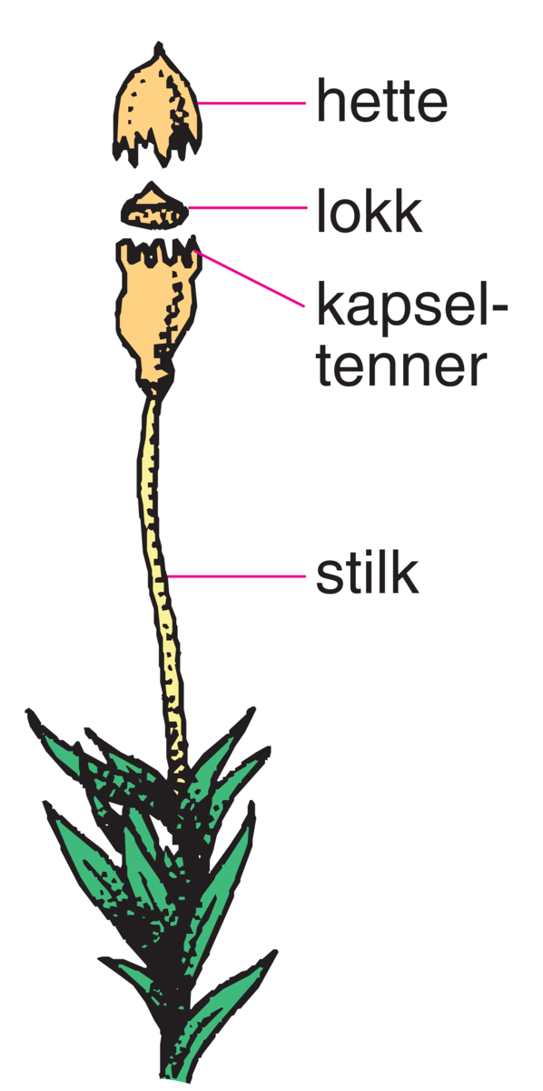 Moser (skjem. tegning, bladmose)