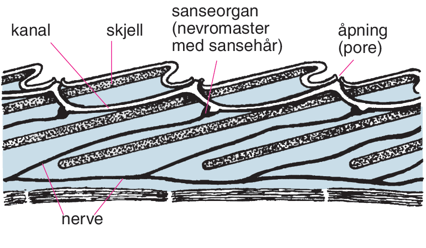 Sidelinjeorgan