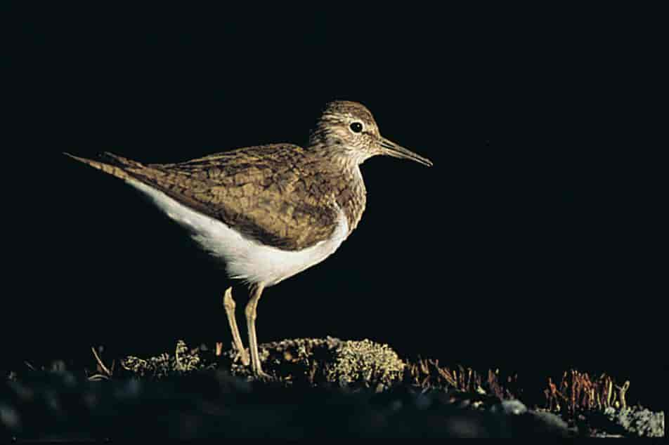 Strandsnipe